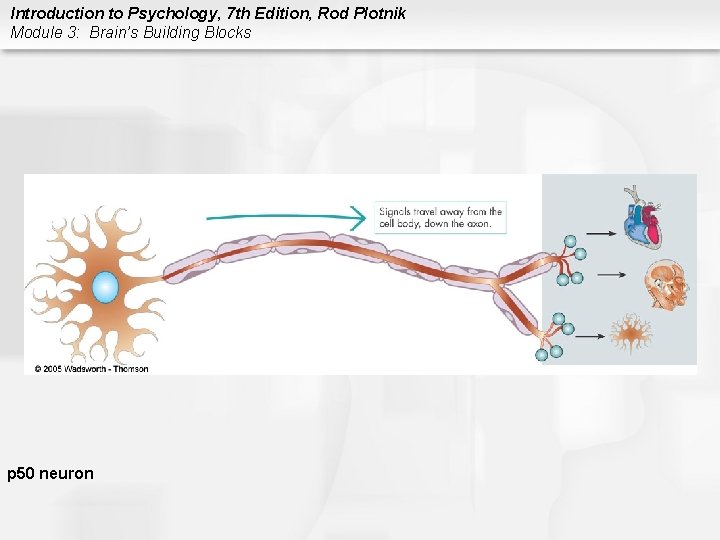 Introduction to Psychology, 7 th Edition, Rod Plotnik Module 3: Brain’s Building Blocks p