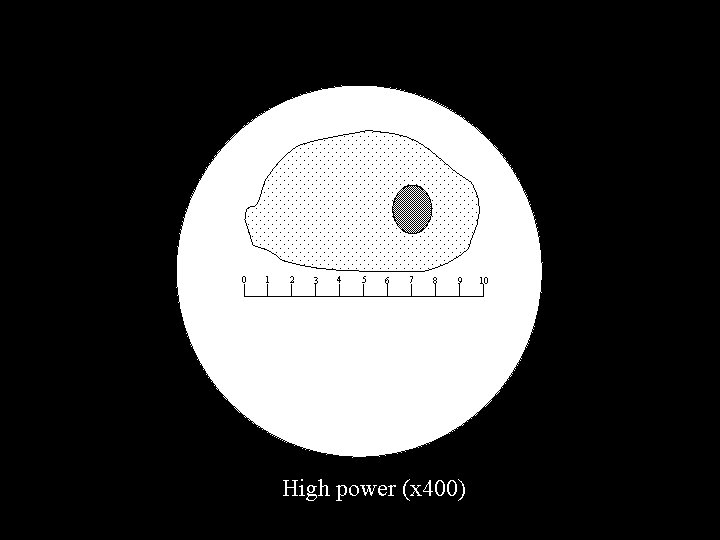 0 1 2 3 4 5 6 7 8 9 High power (x 400)