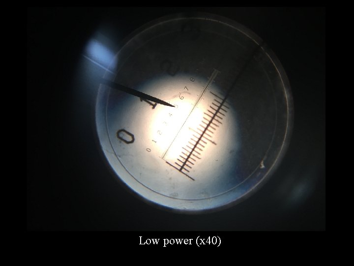 Low power (x 40) 