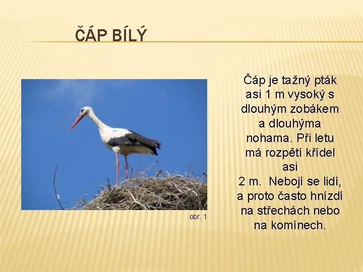 ČÁP BÍLÝ obr. 1 Čáp je tažný pták asi 1 m vysoký s dlouhým