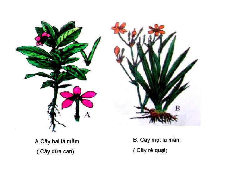 A. Cây hai lá mầm B. Cây một lá mầm ( Cây dừa cạn)