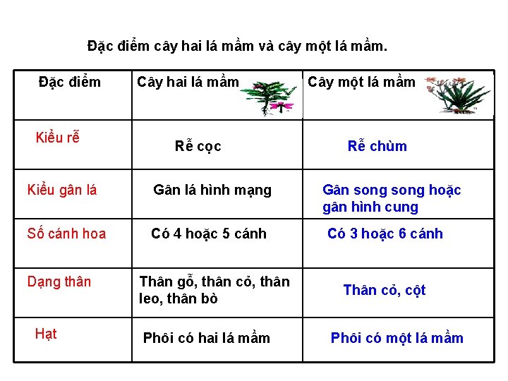 Đặc điểm cây hai lá mầm và cây một lá mầm. Đặc điểm Kiểu