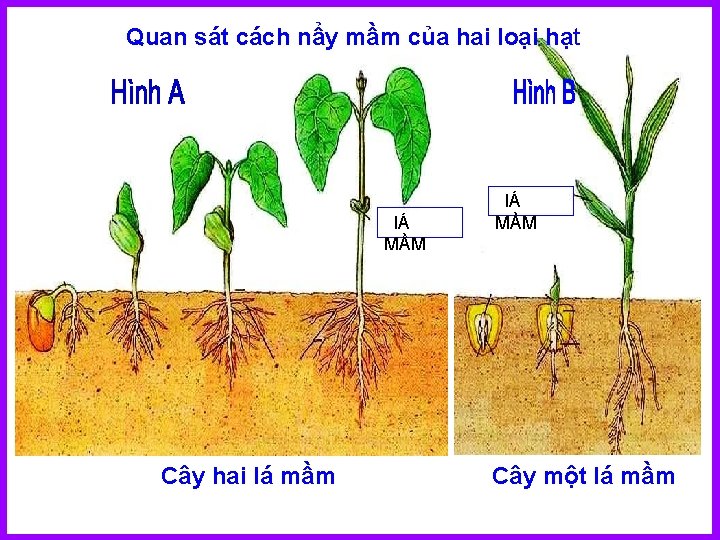 Quan sát cách nẩy mầm của hai loại hạt lÁ MẦM Cây hai lá