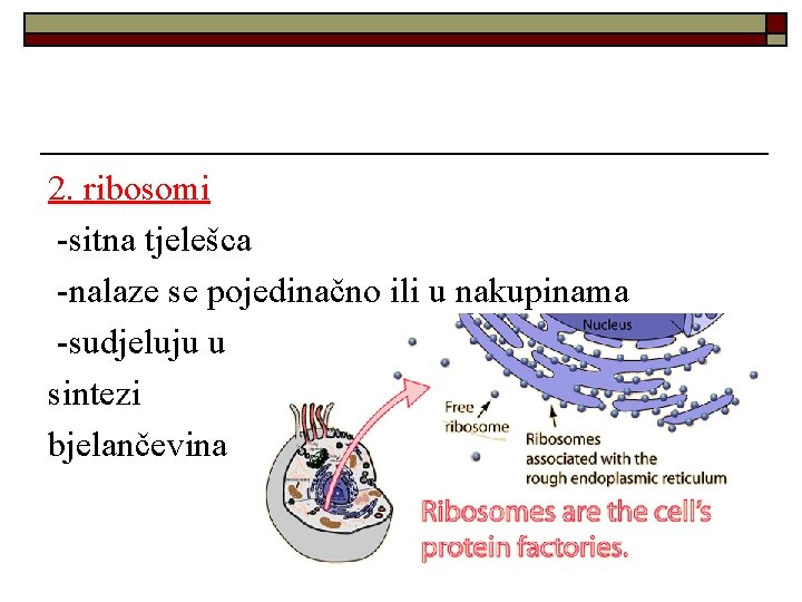 2. ribosomi -sitna tjelešca -nalaze se pojedinačno ili u nakupinama -sudjeluju u sintezi bjelančevina