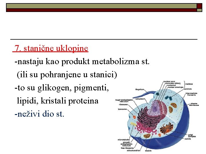 7. stanične uklopine -nastaju kao produkt metabolizma st. (ili su pohranjene u stanici) -to