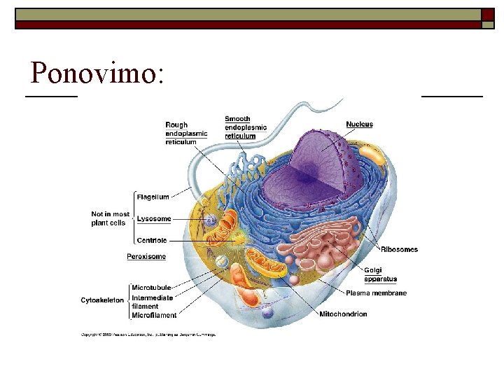 Ponovimo: 