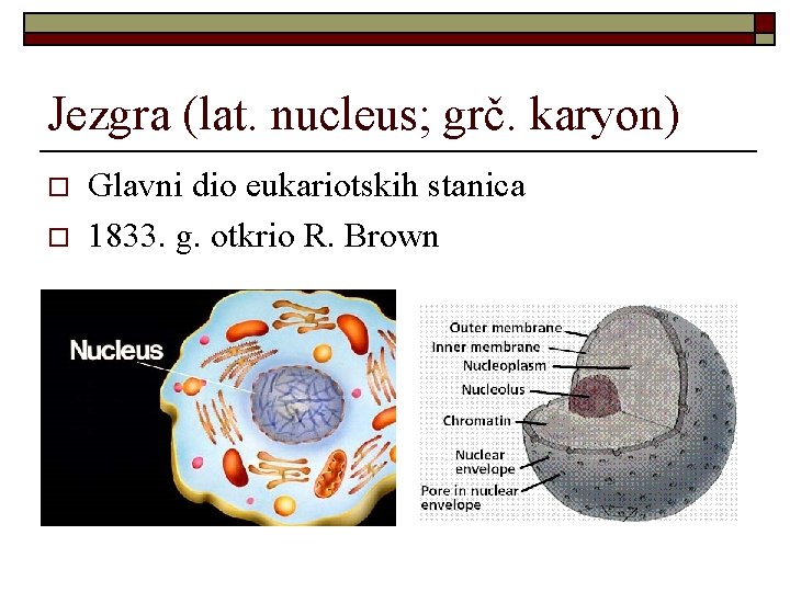 Jezgra (lat. nucleus; grč. karyon) o o Glavni dio eukariotskih stanica 1833. g. otkrio