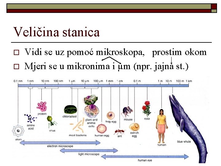 Veličina stanica o o Vidi se uz pomoć mikroskopa, prostim okom Mjeri se u