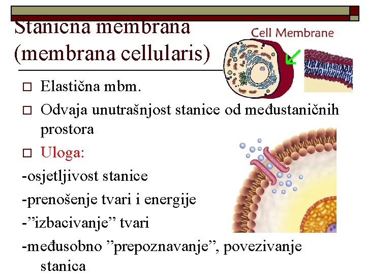 Stanična membrana (membrana cellularis) Elastična mbm. o Odvaja unutrašnjost stanice od međustaničnih prostora o