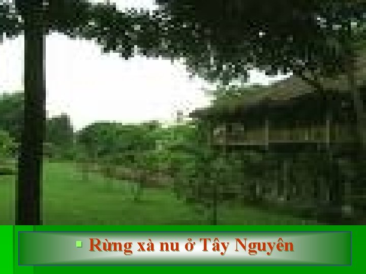 § Rừng xà nu ở Tây Nguyên 