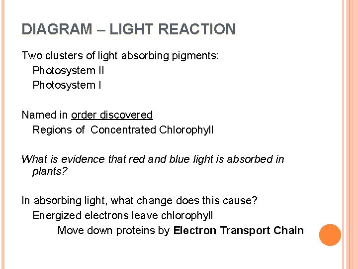 DIAGRAM – LIGHT REACTION Two clusters of light absorbing pigments: Photosystem II Photosystem I