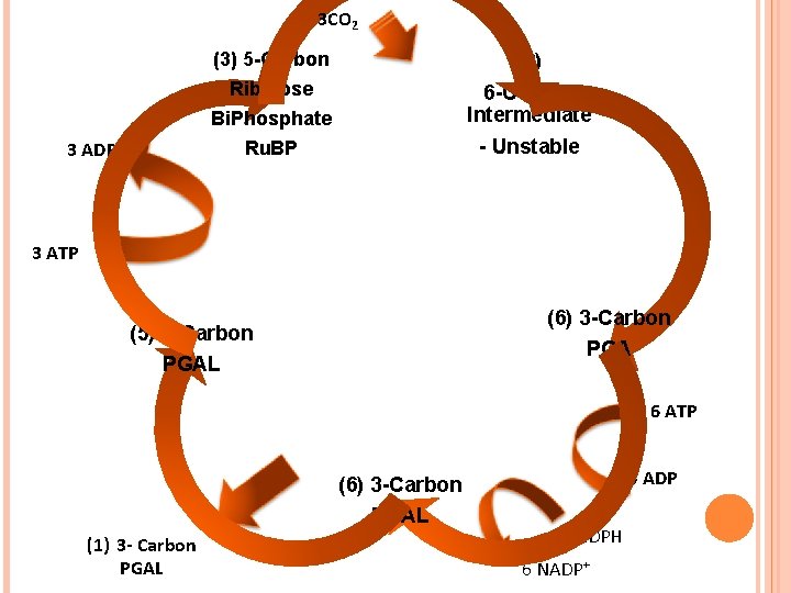 3 CO 2 3 ADP (3) 5 -Carbon (3) Ribulose Bi. Phosphate Ru. BP