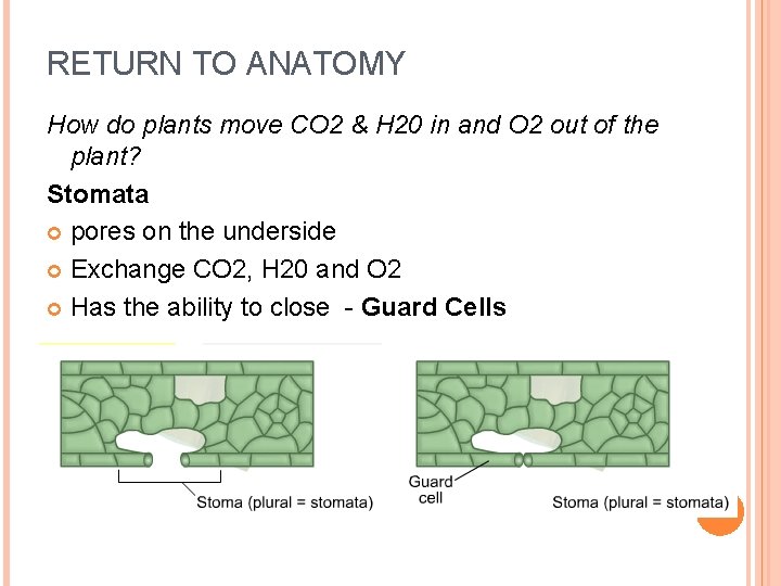 RETURN TO ANATOMY How do plants move CO 2 & H 20 in and