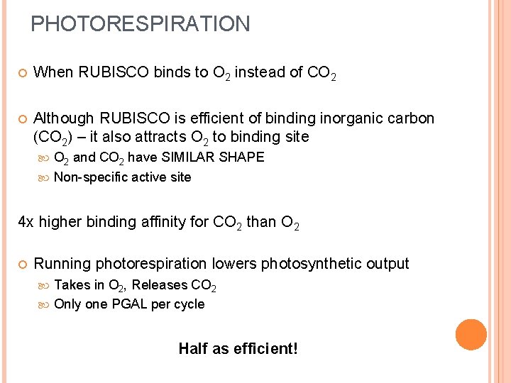 PHOTORESPIRATION When RUBISCO binds to O 2 instead of CO 2 Although RUBISCO is