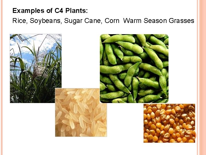 Examples of C 4 Plants: Rice, Soybeans, Sugar Cane, Corn Warm Season Grasses 
