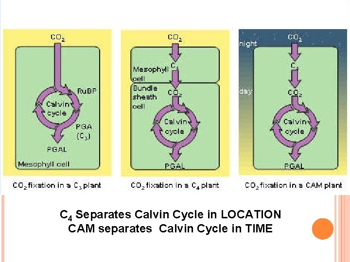 C 4 Separates Calvin Cycle in LOCATION CAM separates Calvin Cycle in TIME 