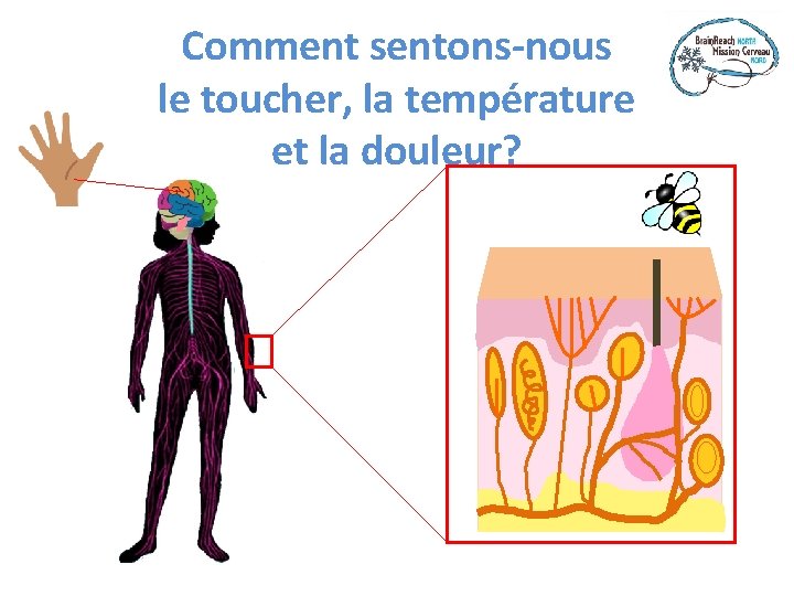 Comment sentons-nous le toucher, la température et la douleur? 