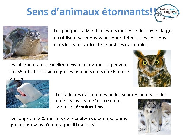 Sens d’animaux étonnants!! Les phoques balaient la lèvre supérieure de long en large, en