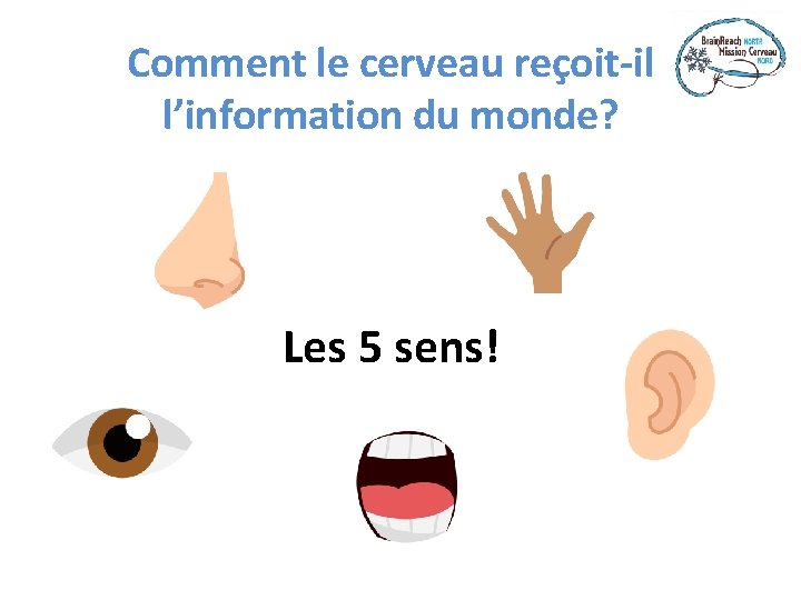 Comment le cerveau reçoit-il l’information du monde? Les 5 sens! 