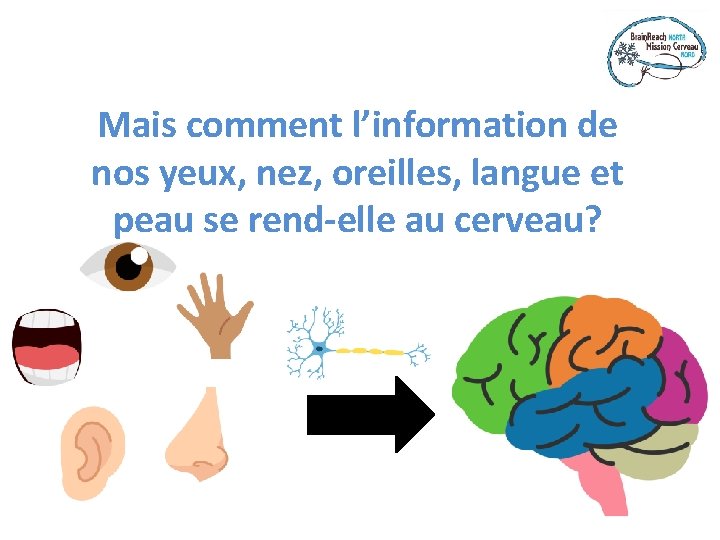 Mais comment l’information de nos yeux, nez, oreilles, langue et peau se rend-elle au