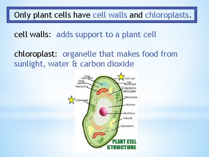 Only plant cells have cell walls and chloroplasts. cell walls: adds support to a