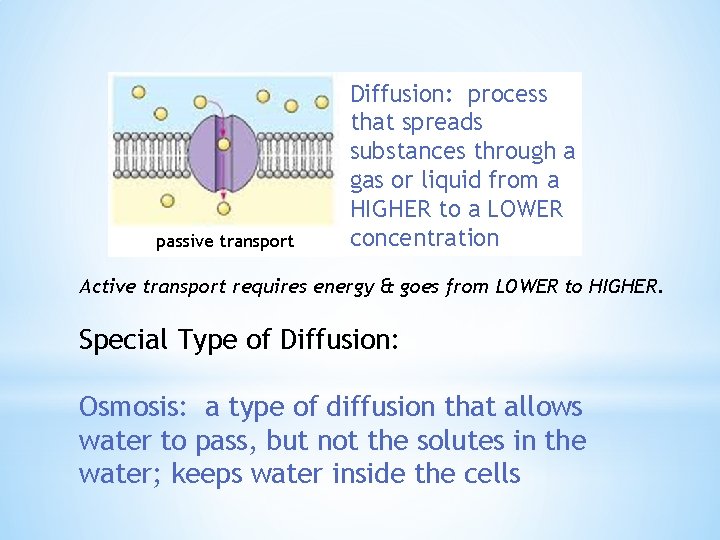 passive transport Diffusion: process that spreads substances through a gas or liquid from a