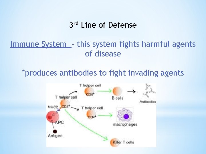 3 rd Line of Defense Immune System - this system fights harmful agents of