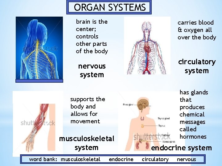 ORGAN SYSTEMS brain is the center; controls other parts of the body carries blood