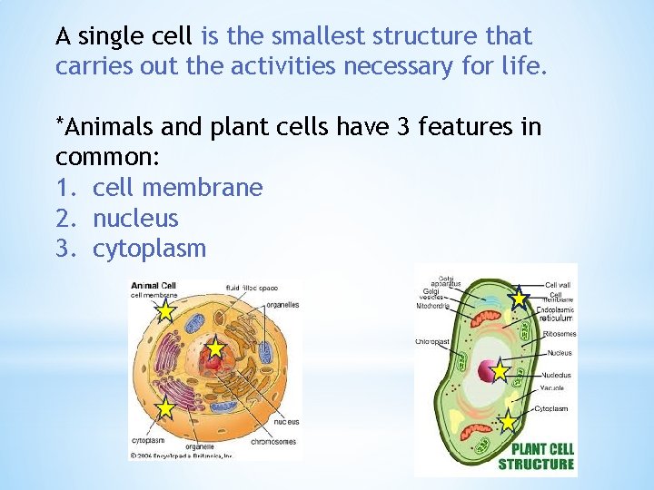 A single cell is the smallest structure that carries out the activities necessary for