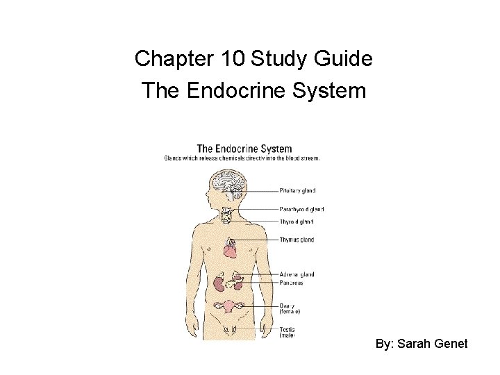 Chapter 10 Study Guide The Endocrine System By: Sarah Genet 