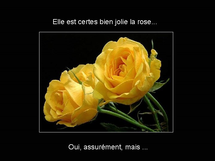 Elle est certes bien jolie la rose. . . Oui, assurément, mais. . .