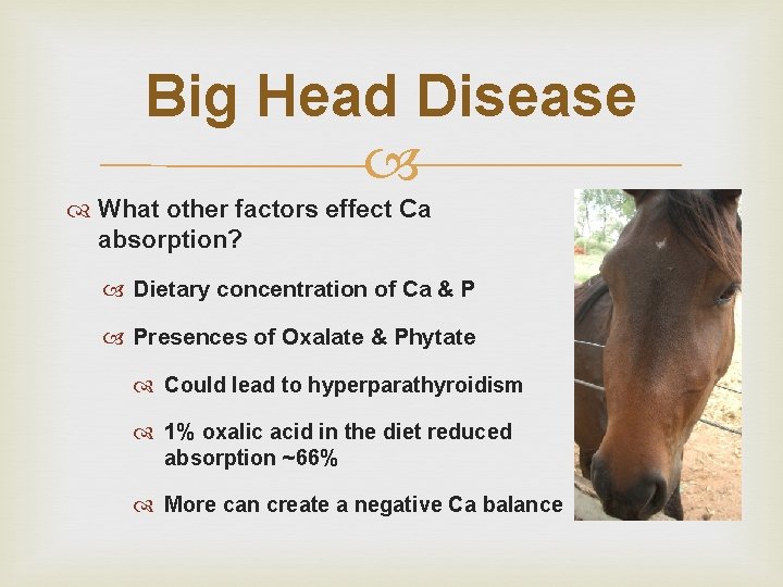 Big Head Disease What other factors effect Ca absorption? Dietary concentration of Ca &