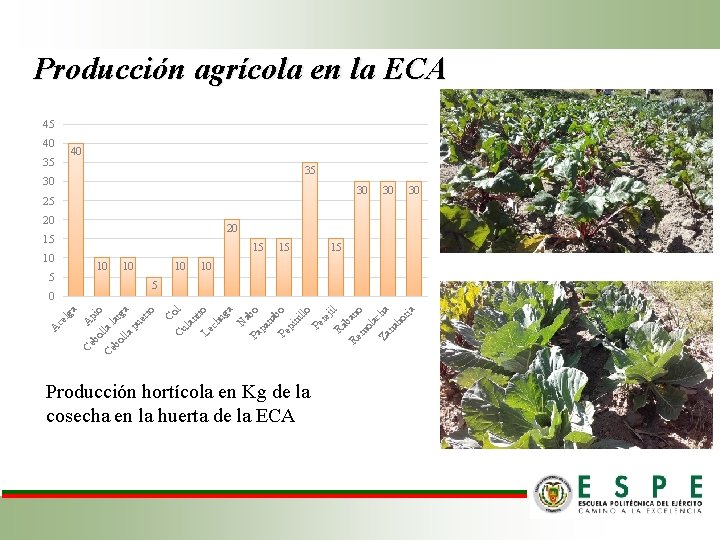 Producción agrícola en la ECA 45 40 40 35 35 30 30 25 20