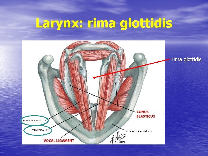 Larynx: rima glottidis 