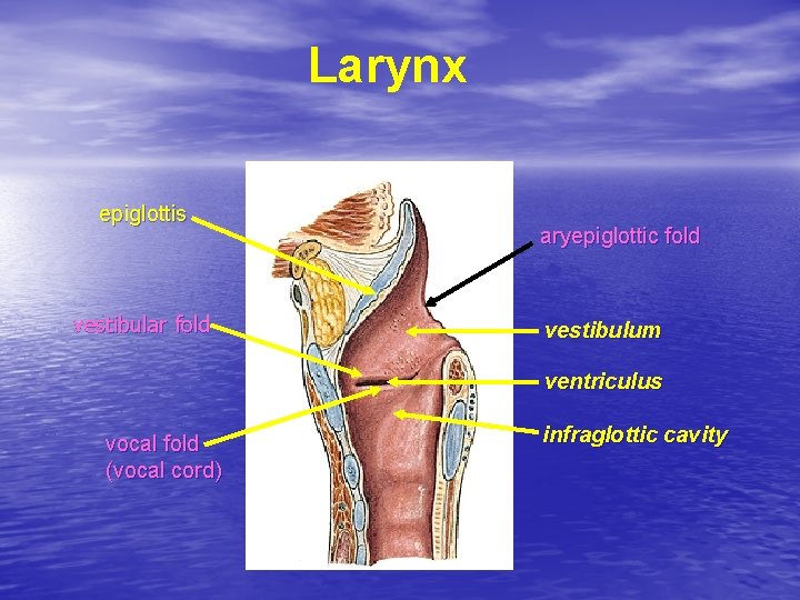 Larynx epiglottis vestibular fold aryepiglottic fold vestibulum ventriculus vocal fold (vocal cord) infraglottic cavity