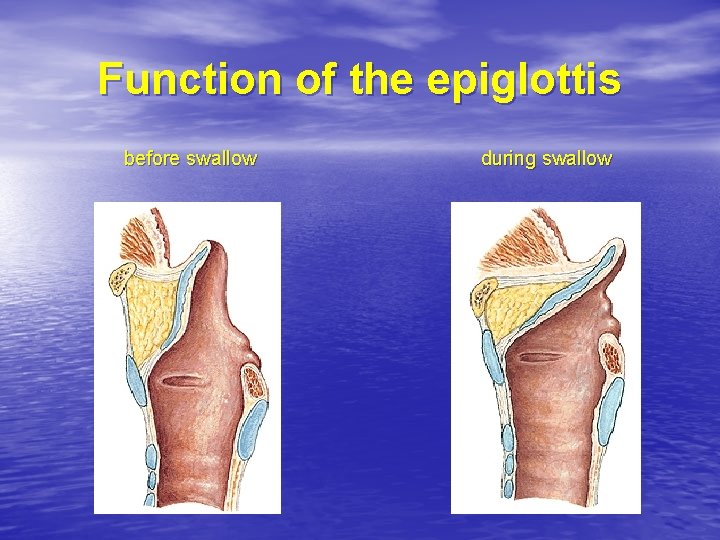 Function of the epiglottis before swallow during swallow 