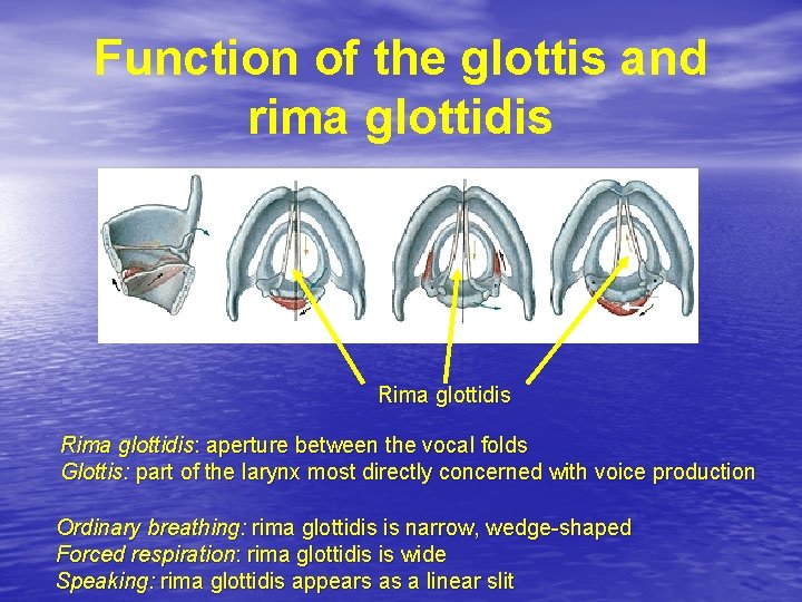 Function of the glottis and rima glottidis Rima glottidis: aperture between the vocal folds