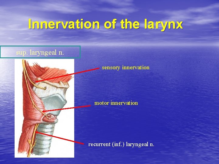 Innervation of the larynx sup. laryngeal n. sensory innervation motor innervation recurrent (inf. )