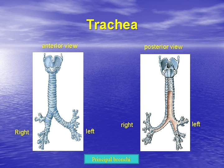 Trachea anterior view Right posterior view left right Principal bronchi left 