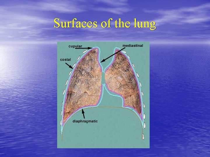 Surfaces of the lung 