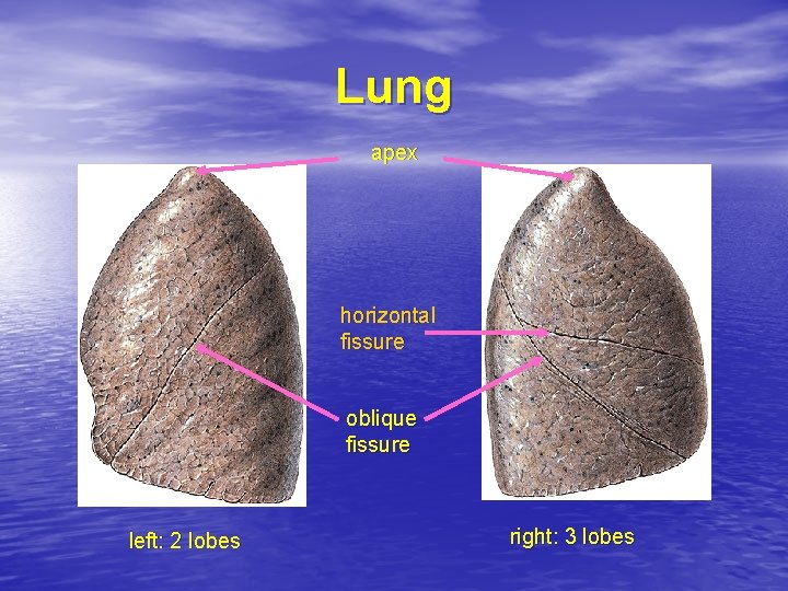Lung apex horizontal fissure oblique fissure left: 2 lobes right: 3 lobes 