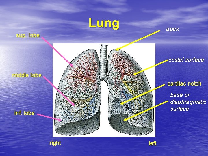 Lung apex sup. lobe costal surface middle lobe cardiac notch base or diaphragmatic surface