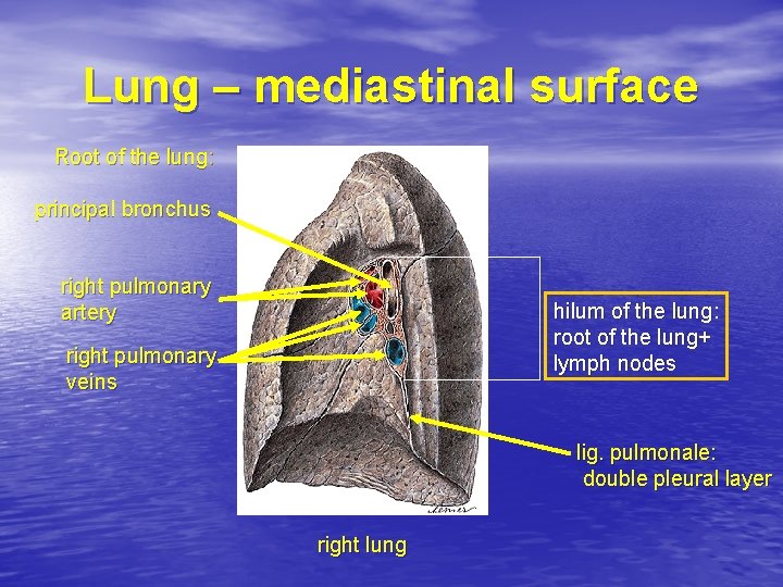 Lung – mediastinal surface Root of the lung: principal bronchus right pulmonary artery hilum