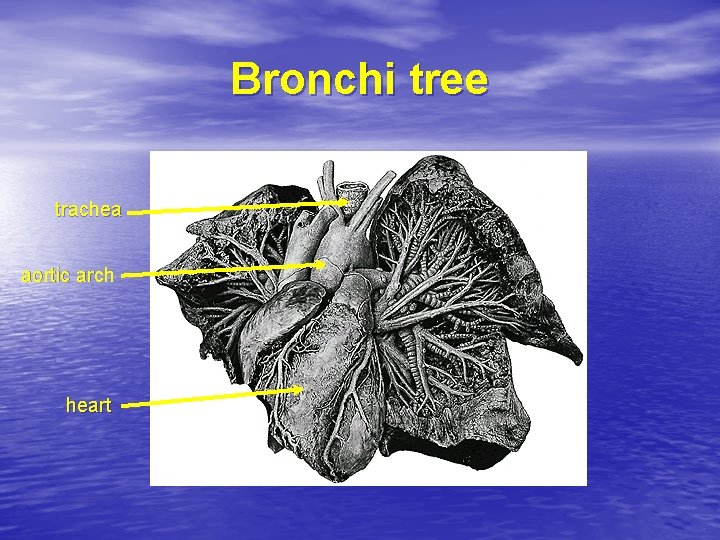 Bronchi tree trachea aortic arch heart 