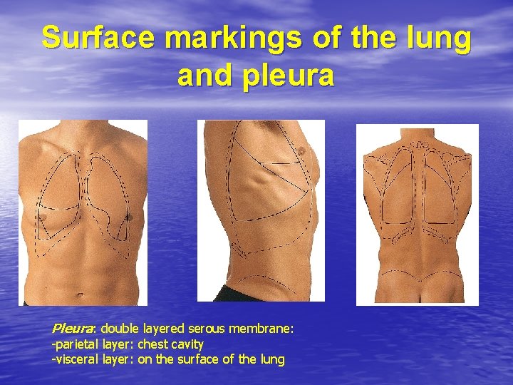 Surface markings of the lung and pleura Pleura: double layered serous membrane: -parietal layer: