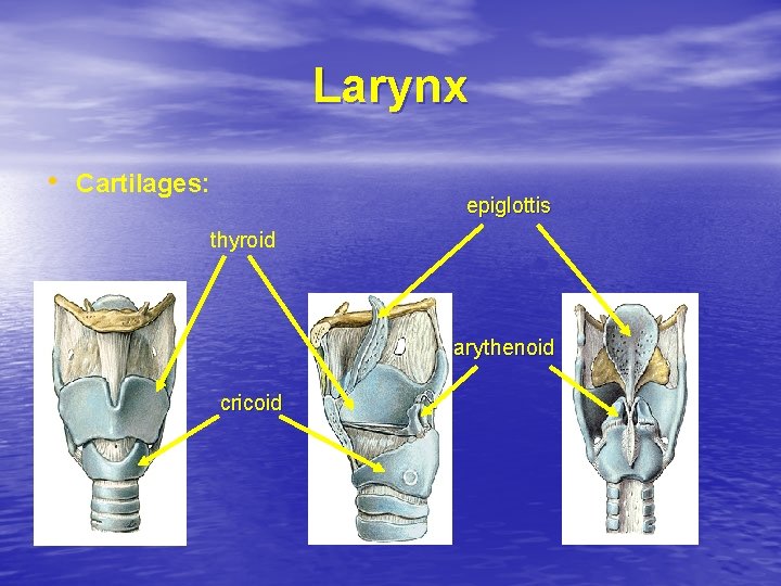 Larynx • Cartilages: epiglottis thyroid arythenoid cricoid 
