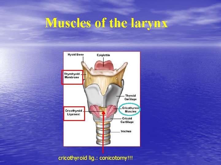 Muscles of the larynx cricothyroid lig. : conicotomy!!! 