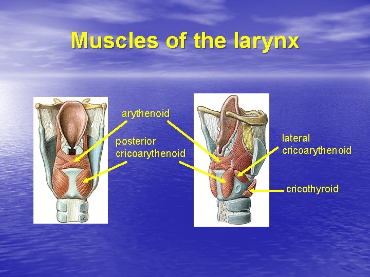 Muscles of the larynx arythenoid posterior cricoarythenoid lateral cricoarythenoid cricothyroid 