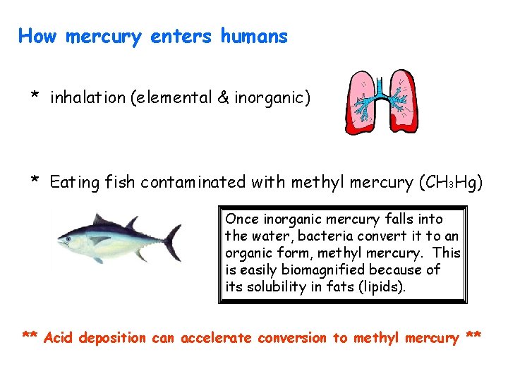 How mercury enters humans * inhalation (elemental & inorganic) * Eating fish contaminated with