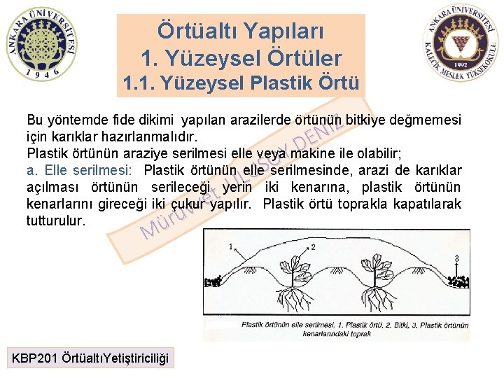 Örtüaltı Yapıları 1. Yüzeysel Örtüler 1. 1. Yüzeysel Plastik Örtü Bu yöntemde fide dikimi